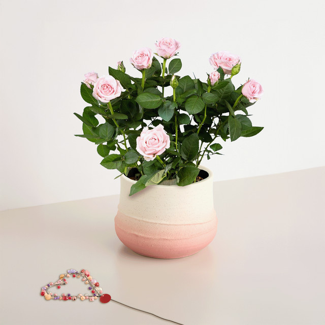 BLUME2000 Blütenschein mit Perlen-Herz-Stecker in Rosa mit Topf - Bild 1