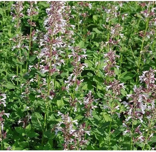 Katzenminze Dawn to Dusk Nepeta grandiflora Stauden für den Garten - Bild 1