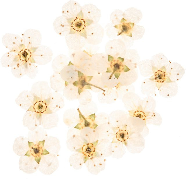 Rico Design Füllmaterial für Resin Trockenblumen in Weiß - Bild 1