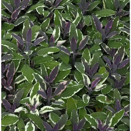 Echter Salbei Tricolor Salvia officinalis als mehrfarbige Gewürz- und Duftpflanze im Topf