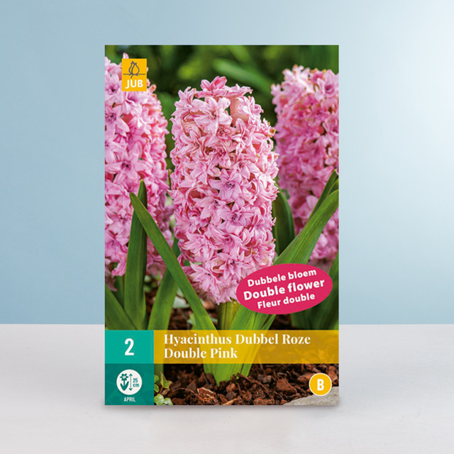 Gefüllte Hyazinthe Double Pink von BLUME2000 mit 2 Zwiebeln - Bild 1