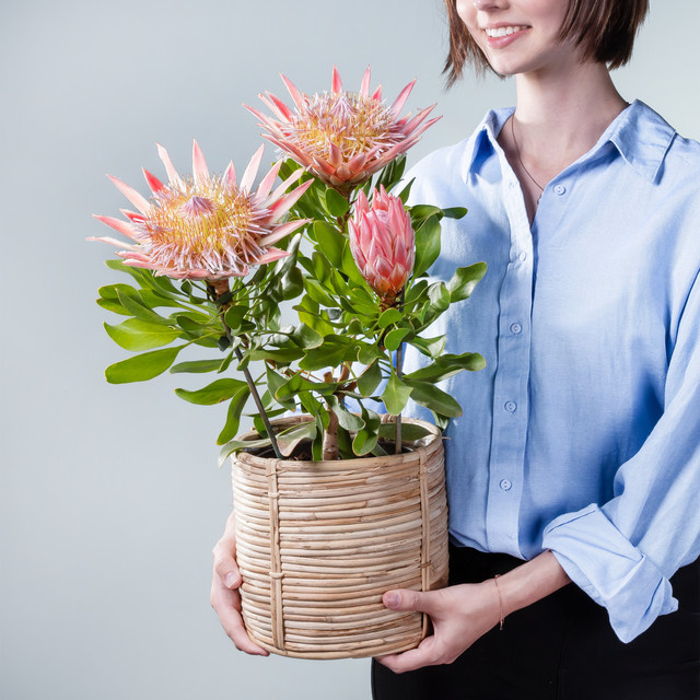 Protea Little Prince Zierstrauch von BLUME2000 - Bild 1