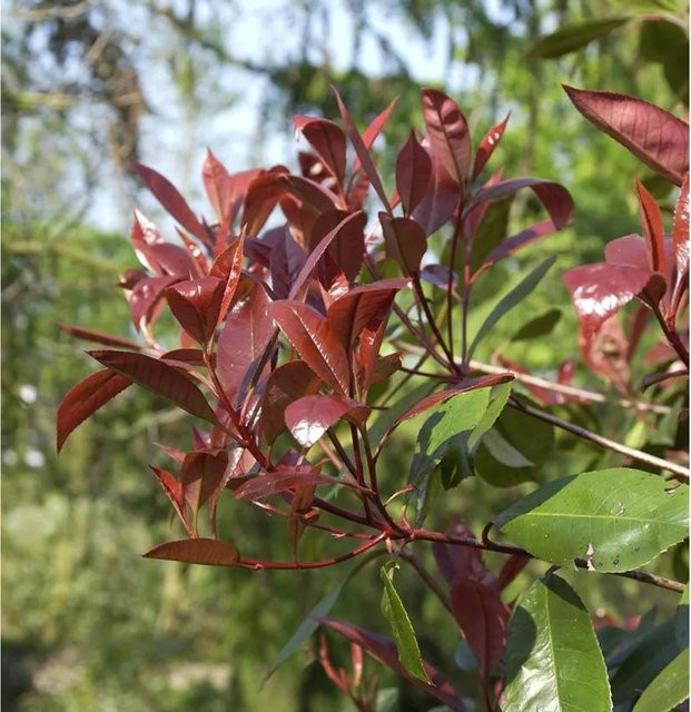 Photinia fraseri Glanzmispel New Red Heckenpflanze, Höhe: 60-80 cm - Bild 1