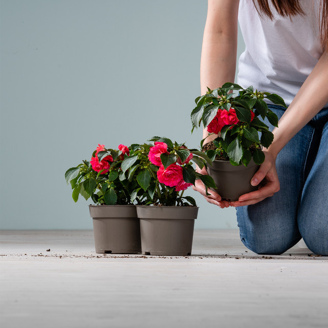 3er Set Fleißiges Lieschen Fiesta Olé Pink von BLUME2000 (Impatiens walleriana) für Beet, Balkonkasten und Terrassenkübel - Bild 1