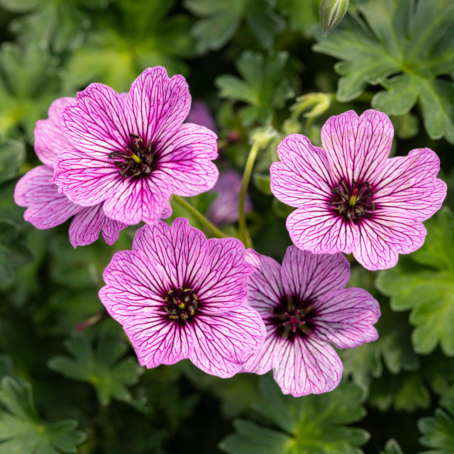 BIO Storchschnabel Ballerina Geranium cinereum 3er Set von BLUME2000 - Bild 1