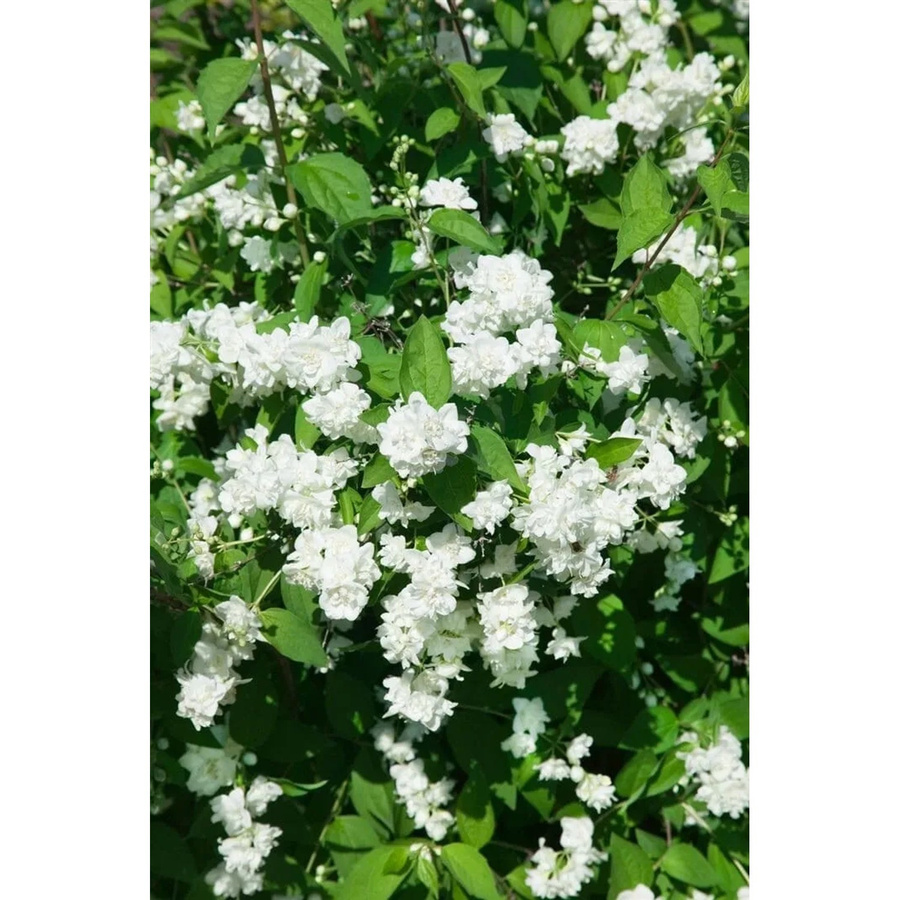 Philadelphus Bouquet Blanc Pfeifenstrauch Weiß, pflegeleichte Pflanze, Höhe: 100–125 cm - Bild 2