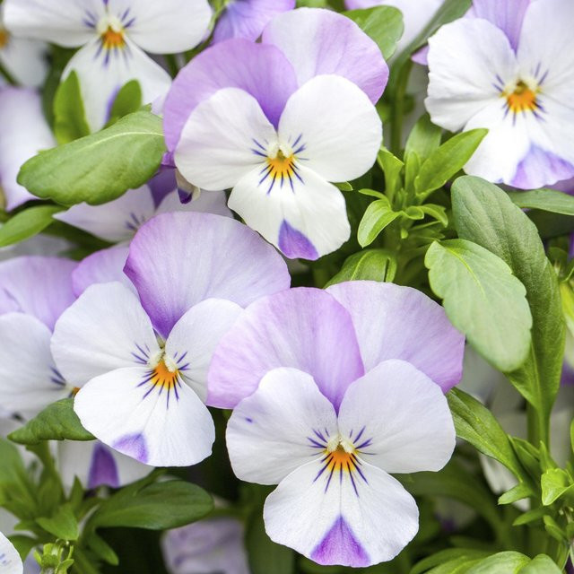Hornveilchen Viola in Weiß-Violett als winterharte Staude von Mein schöner Garten Shop - Bild 1