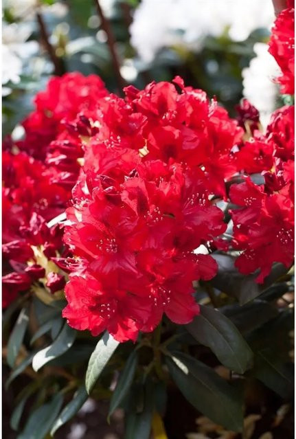 Rhododendron Hybr. Erato in Rot, Zierstrauch für Garten und Außenbereich, Höhe: 45 cm - Bild 1