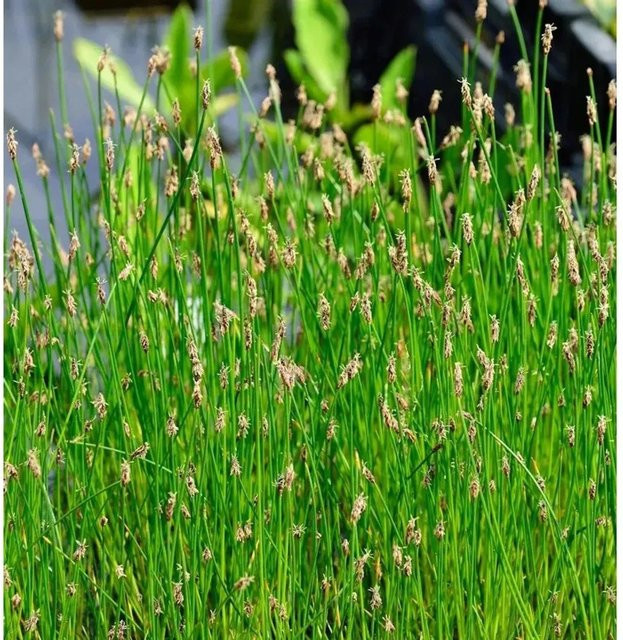 Eleocharis palustris Gewöhnliche Sumpfbinse grüne Wasserpflanze für Aquarien und Teichanlagen von Nr-01.de - Bild 1