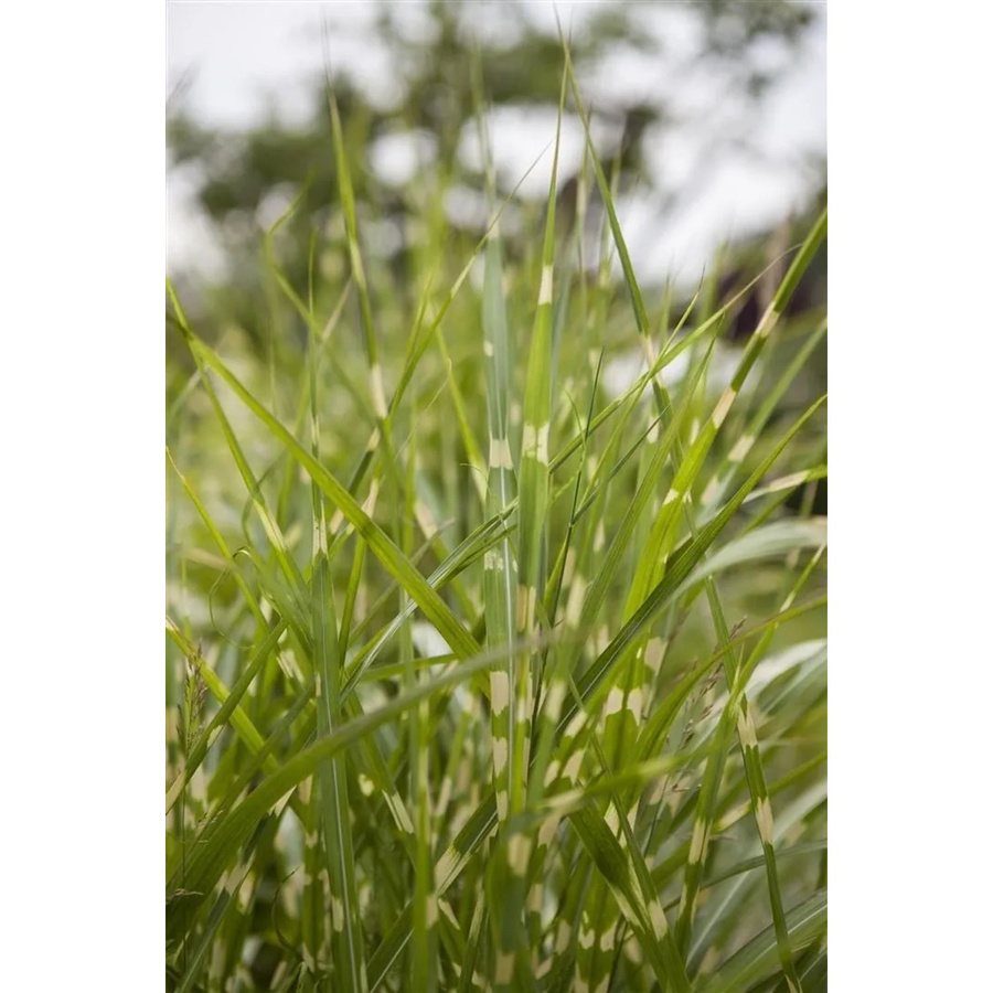 Miscanthus Sinensis Zebrinus Zebragras Gestreift als mehrjährige Zierpflanze für den Garten, 10-15 Liter Container - Bild 2
