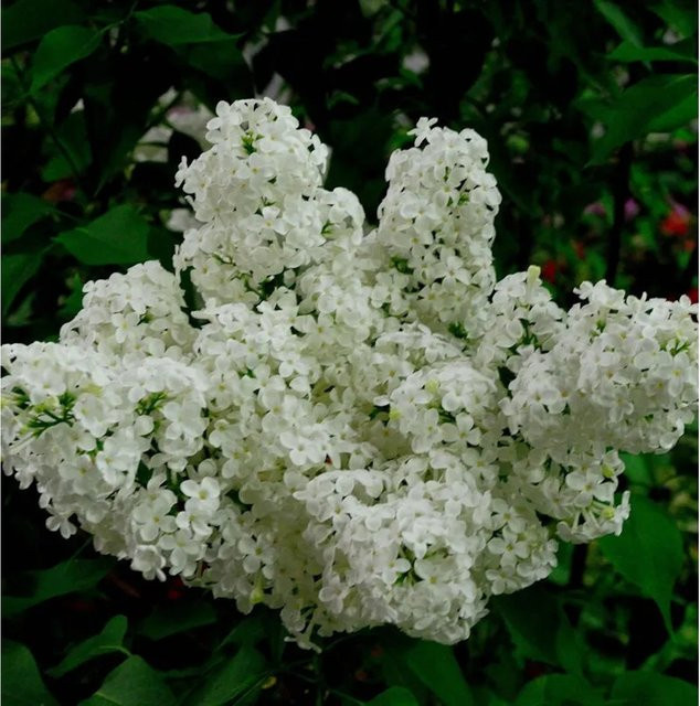 Edelflieder Schneekönigin Syringa vulgaris Kircher-Collection, weißer Zierstrauch für den Garten - Bild 1