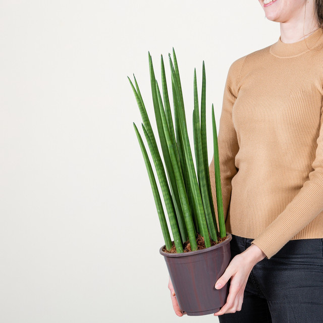 Bogenhanf Nina von Green Living in Grün im runden Topf, Höhe: 40 cm, Breite: 40 cm, Tiefe: 40 cm - Bild 1