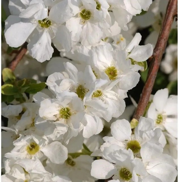 Kleine Prunkspiere Lotus Moon Exochorda serratifolia weiß - Bild 1