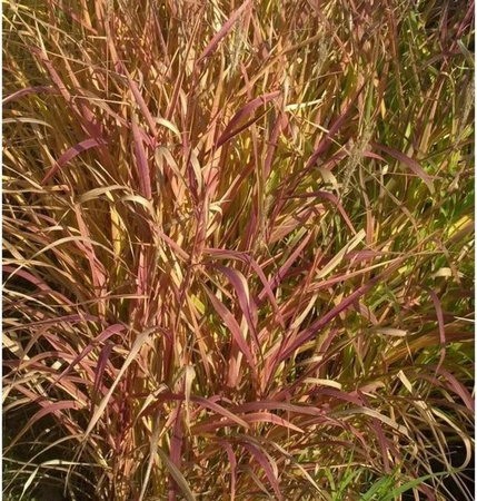 Chinaschilf Dronning Ingrid Miscanthus sinensis als mehrjährige Zierpflanze für den Garten