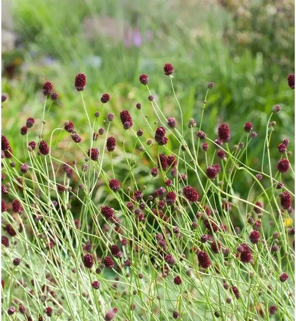 Sanguisorba officinalis Wiesenknopf Red Sunset rote Staude für Teichrandbepflanzung und Naturgärten von Nr-01.de - Bild 1