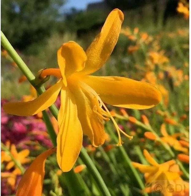 Crocosmia masoniorum George Davidson Orange Stauden für Garten und Schnittblumen - Bild 1