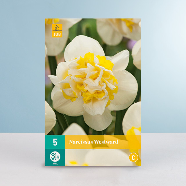 Gefüllte Narzisse Westward Blumenzwiebeln von BLUME2000, 5 Stück - Bild 1