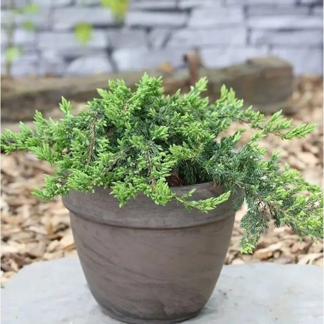 Kriechender Wacholder Juniperus communis als grüner Bodendecker für den Freilandbereich, Höhe: 15-20 cm - Bild 1