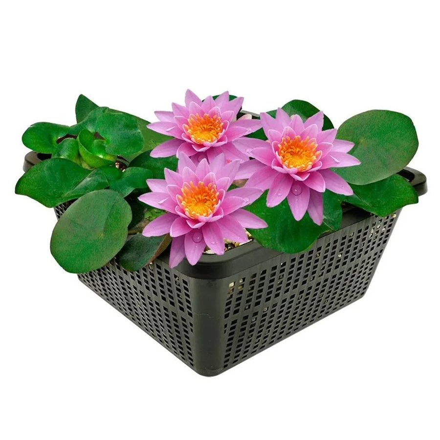 Vdvelde Rosa Seerose Nymphaea Komplettset für den Teich inklusive Korb, Substrat, Kies und Nahrung in Pink - Bild 2