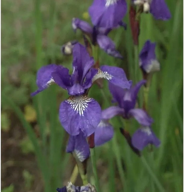 Sibirische Wieseniris Iris sibirica lila Stauden von Nr-01.de - Bild 1