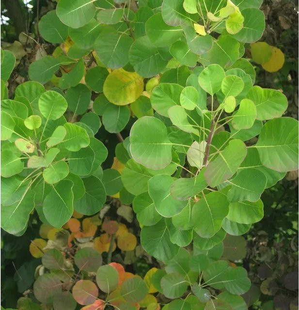 Perückenstrauch Old Fashioned Cotinus coggygria in Lila und Grün, Höhe: 80-100 cm - Bild 1