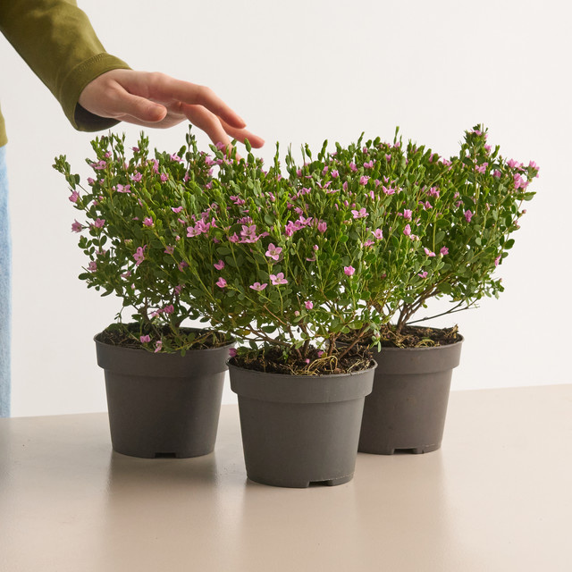 Boronia crenulata BLUME2000 Zierstrauch für Garten, Balkon und Terrasse, 3 Stück - Bild 1