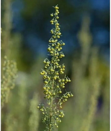 Römischer Wermut Artemisia pontica als grüne Staude von Nr-01.de