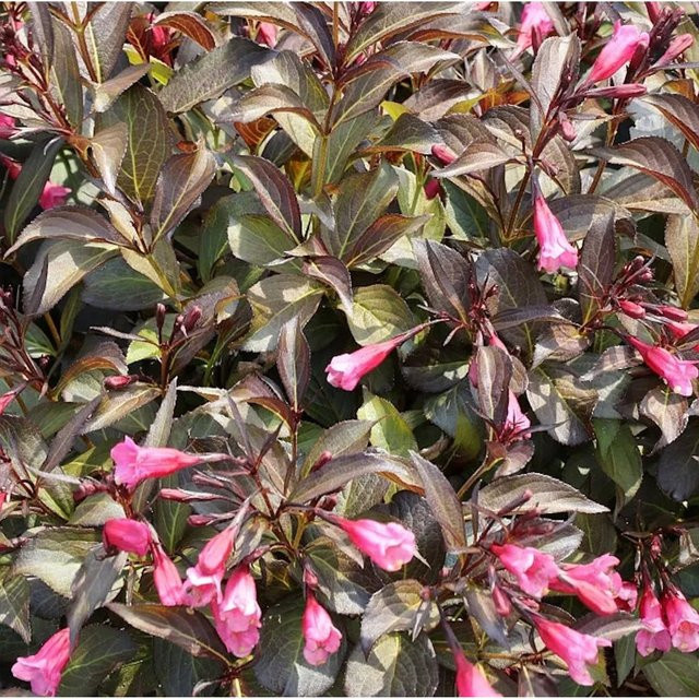 Weigela florida Alexandra Ziergehölz als Heckenpflanze oder Solitärpflanze, Farben: rosa, pink und purpurrot, Höhe: 60-80 cm - Bild 1