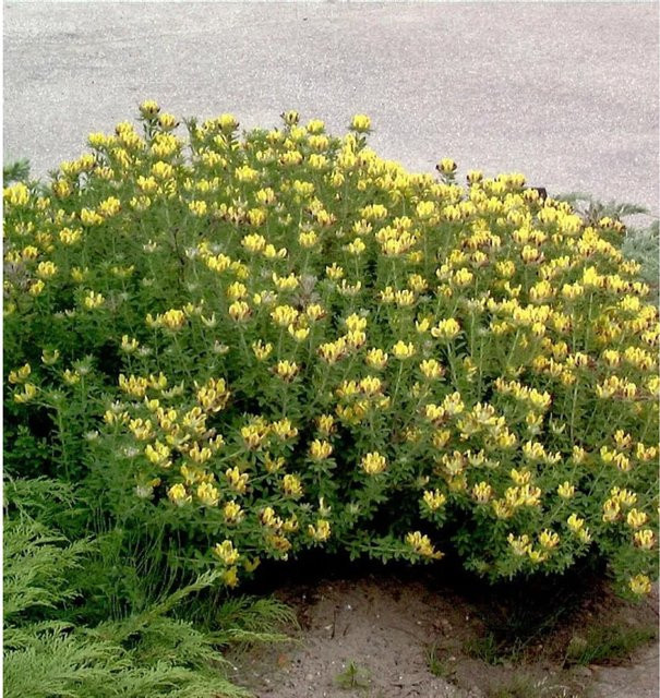 Cytisus oromediterraneus Geißklee gelber Strauch für den Garten, Höhe: 20-30 cm - Bild 1