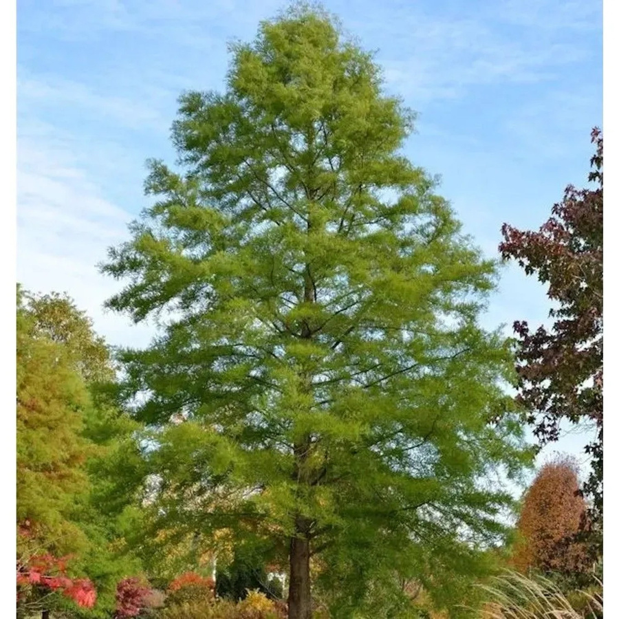 Sumpfzypresse Taxodium distichum als Baum für deinen Garten, Höhe: 60-80 cm - Bild 1