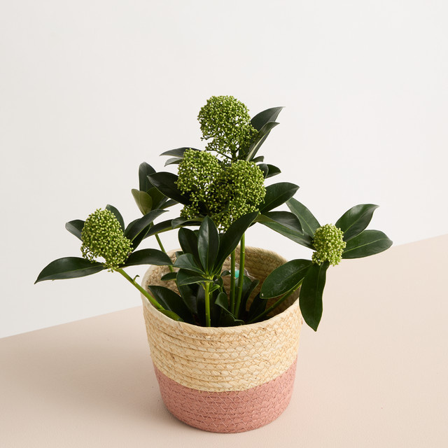 Sisal Primelkorb von Blume2000 in Rosa, Durchmesser: 15 cm - Bild 1