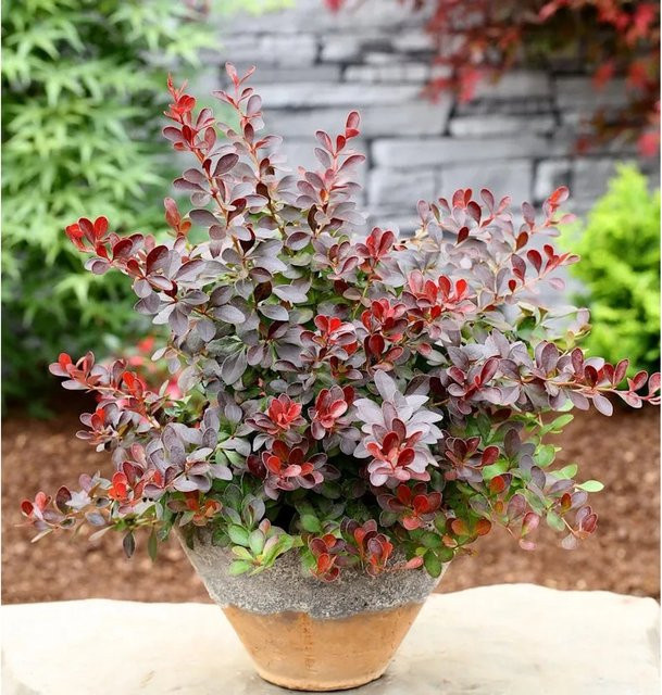 Kleine Blutbeberitze Berberis thunbergii Atropurpurea Nana Heckenpflanze in Rot und Grün, Höhe: 25-30 cm - Bild 1