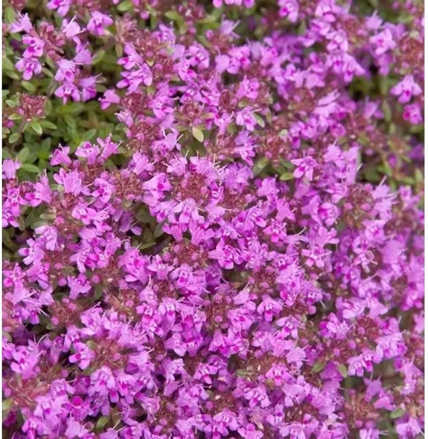 Polsterthymian Purple Beauty Thymus praecox in lila Farbe - Bild 1