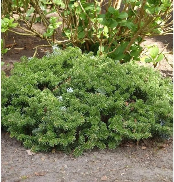 Abies koreana Zwerg Koreatanne, grüner Nadelbaum für Garten und Pflanzkästen, Höhe: 15-20 cm - Bild 1