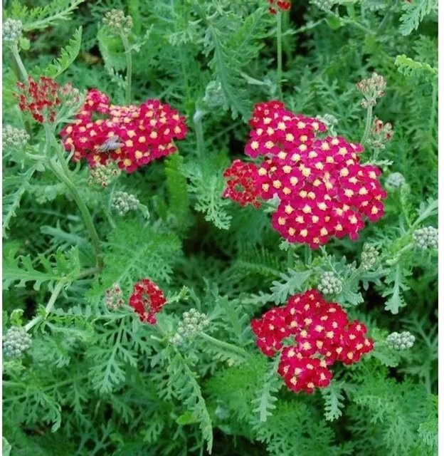 Achillea millefolium Schafgarbe Paprika von Nr-01.de als mehrjährige Pflanze im Topf - Bild 1