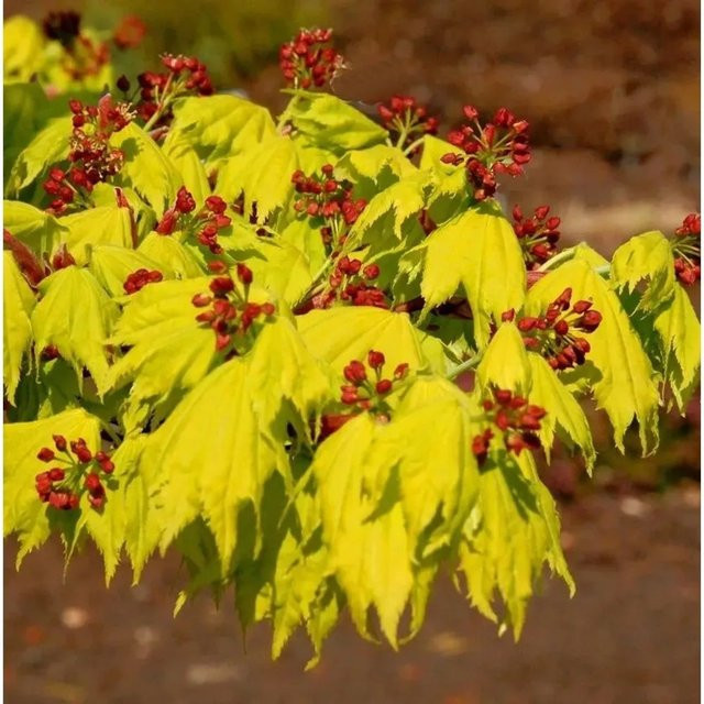 Japanischer Goldahorn Acer shirasawanum Aureum Hochstamm in Gelb, Höhe: 80-100 cm - Bild 1
