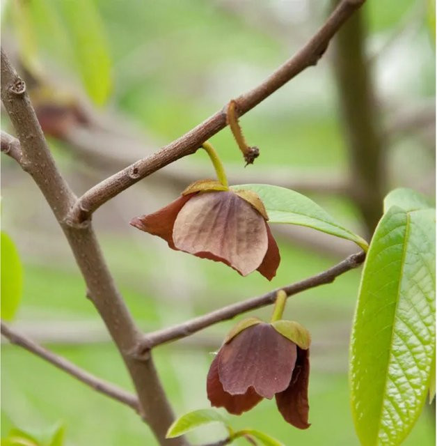Asimina triloba Indianerbanane Prima 1216, grüner Strauch, Höhe: 60-80 cm - Bild 1