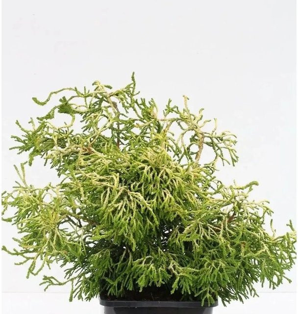 Gelbe Hinoki Scheinzypresse Tsatsumi Gold Chamaecyparis obtusa, Höhe: 30-40 cm - Bild 1