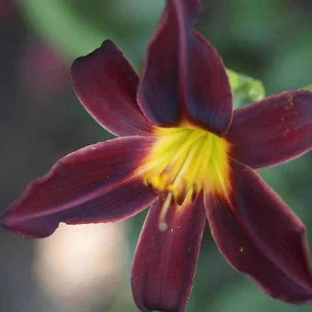 6er Set Arborix Taglilie American Revolution Hemerocallis mit dunkelroten Blüten im 9cm Topf - Bild 1