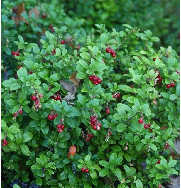 Preiselbeere Fire Balls Vaccinium vitis idaea Beerenstrauch in Rot und Weiß - Bild 1