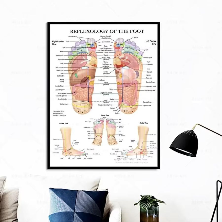 Potdemiel Wandkunst Skandinavisch: Poster mit Akupunkturpunkten, Anatomie und Fußreflexzonenmassage in Weiß auf Leinwand - Bild 2
