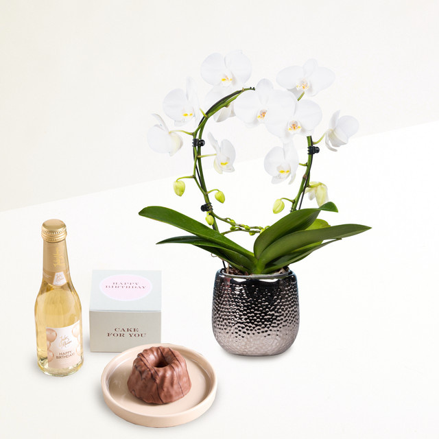 Orchidee easy von BLUME2000 in Topf - Bild 1