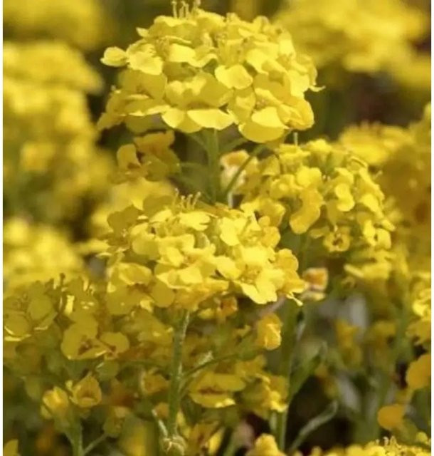 Alyssum wulfenianum Wulfen Steinkraut als mehrjährige Gartenpflanze im Topf - Bild 1