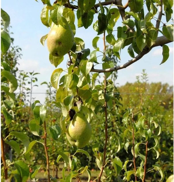 Birne Herzogin Elsa Pyrus communis Obstbaum für deinen Garten von Nr-01.de - Bild 1