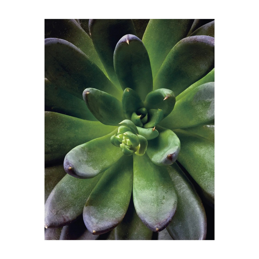 Komar Wandbild Succulent Single Green B: 40 cm, H: 50 cm - Bild 2