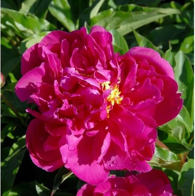 Edelpfingstrose Bunker Hill Paeonia actiflora in Pink als mehrjährige Gartenpflanze - Bild 1
