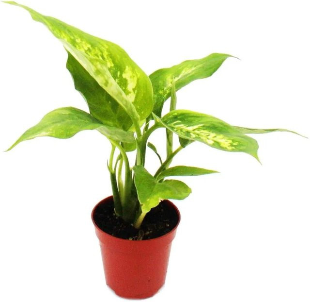 Exotenherz Minipflanze Dieffenbachia Dieffenbachie als Zimmerpflanze im 5,5 cm Topf - Bild 1