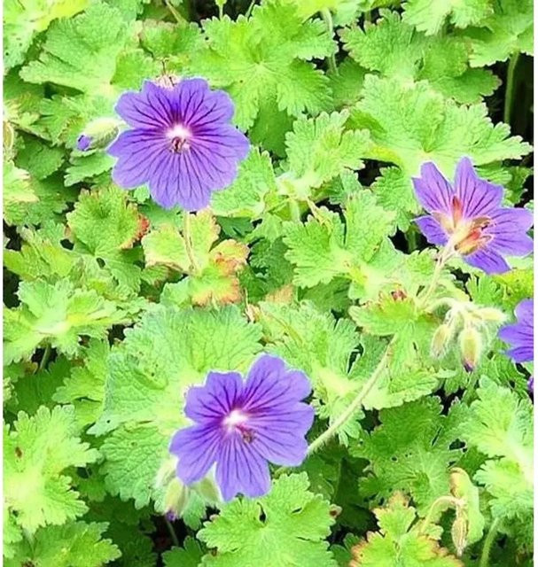 Blauvioletter Storchenschnabel Geranium ibericum als mehrjährige Pflanze von Nr-01.de - Bild 1