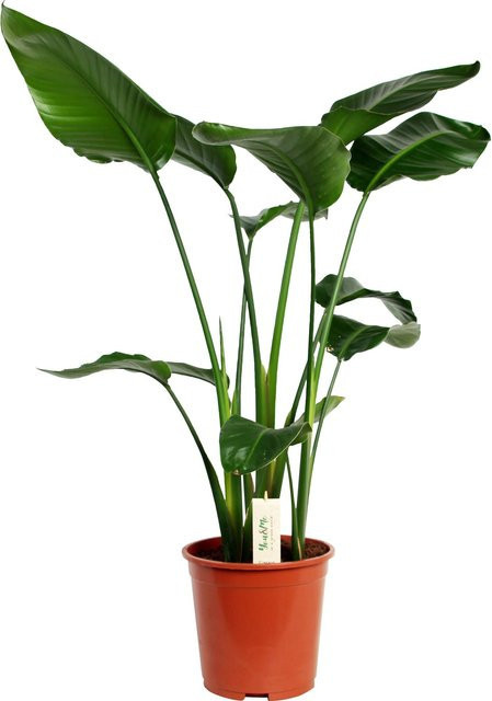 Strelitzia Nicolai Pflanze von GROW by OBI, grün, Höhe: 150 cm, Topf-Durchmesser: 27 cm - Bild 1