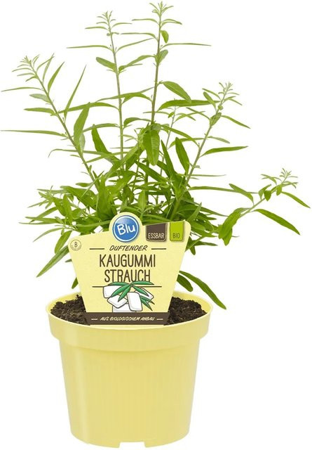Blu Kaugummistrauch Lippia in weißem Topf mit Durchmesser: 12 cm - Bild 1